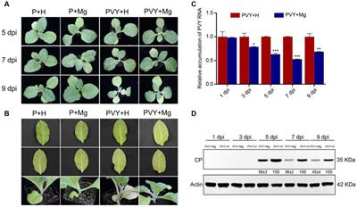 Transcriptome sequencing and functional verification revealed the roles of exogenous magnesium in tobacco anti-PVY infection